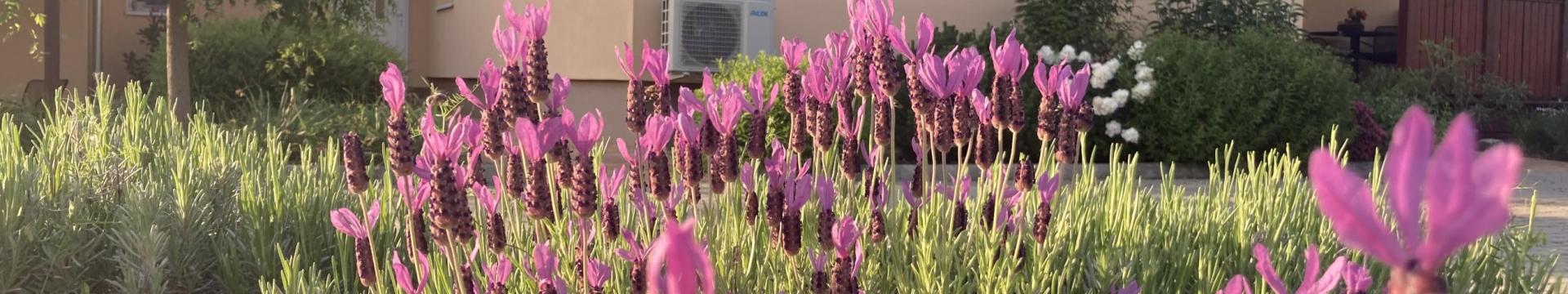 Levendula Apartmanház