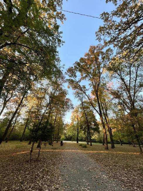 Erzsébet Ligeti Lombkorona Sétány és Kilátó