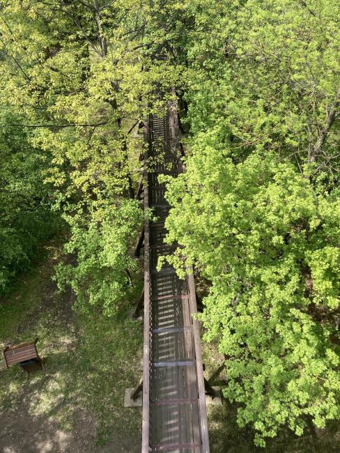 Erzsébet Ligeti Lombkorona Sétány és Kilátó